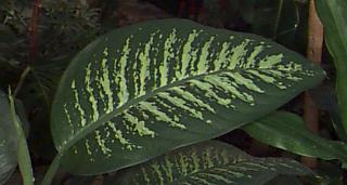 دیفن باخیا,عصای لالی , سمبرگ,گیاه رهوئو,Dumb Cane